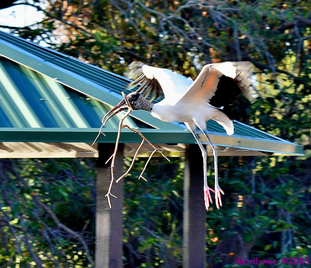 DSC_0609_001.JPG