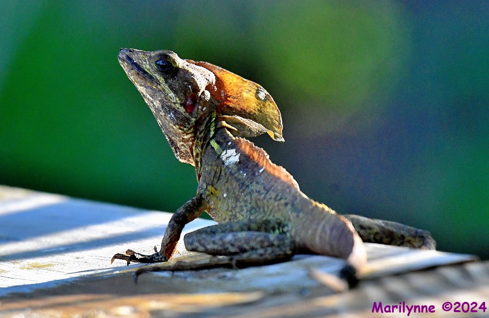 DSC_0610_001.JPG
