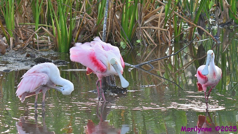 DSC_0610_001.JPG