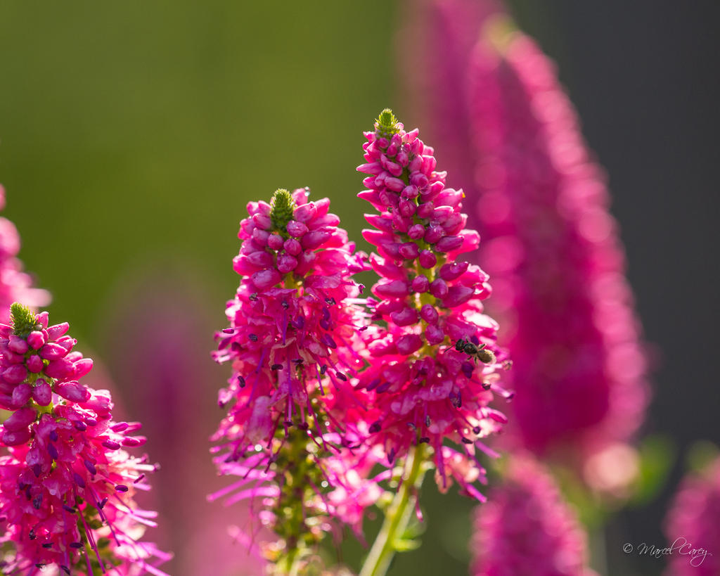 DSC_0612.jpg