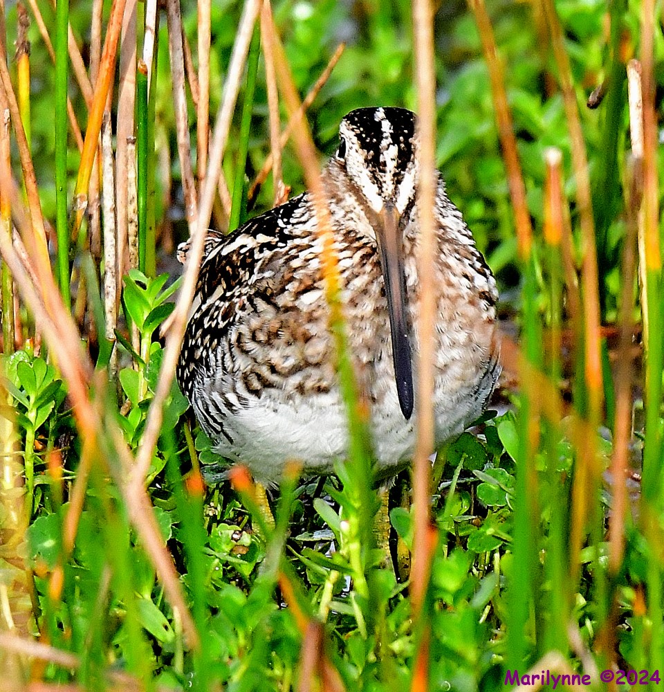 DSC_0612_001.JPG