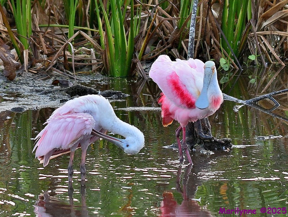 DSC_0612_001.JPG