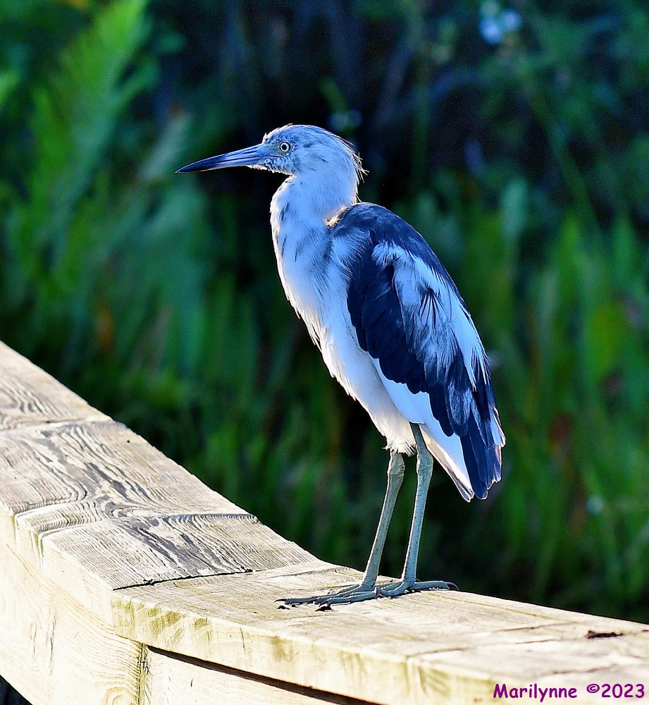 DSC_0613_001.JPG