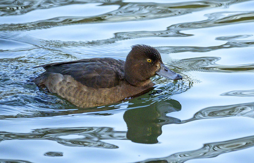 DSC_0615.jpg