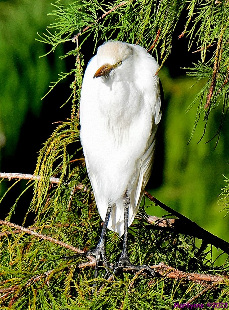 DSC_0616_001.JPG