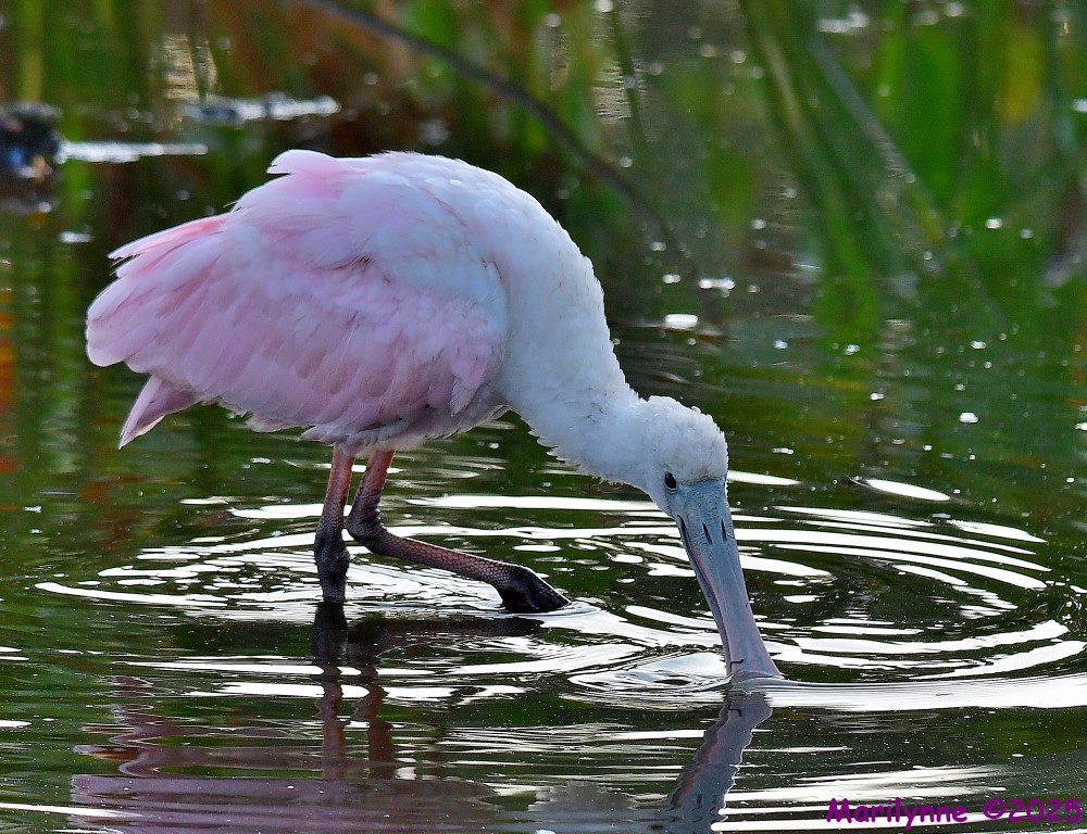 DSC_0616_001.JPG