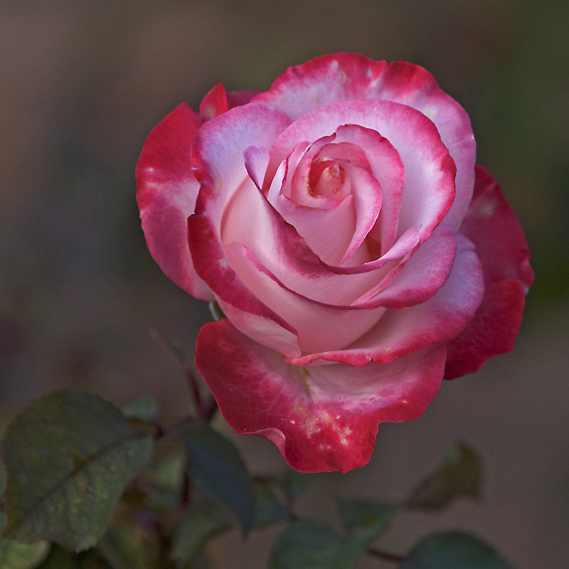 DSC_0619.jpg