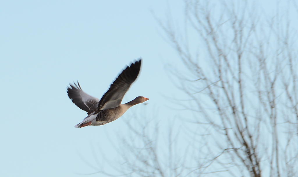 DSC_0620.jpg