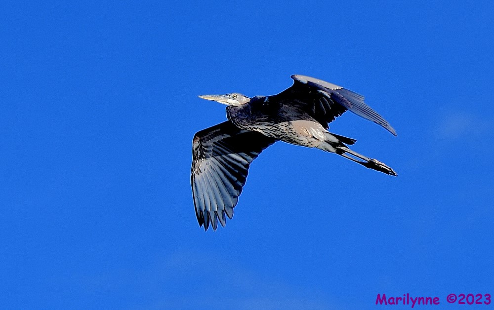 DSC_0620_001.JPG