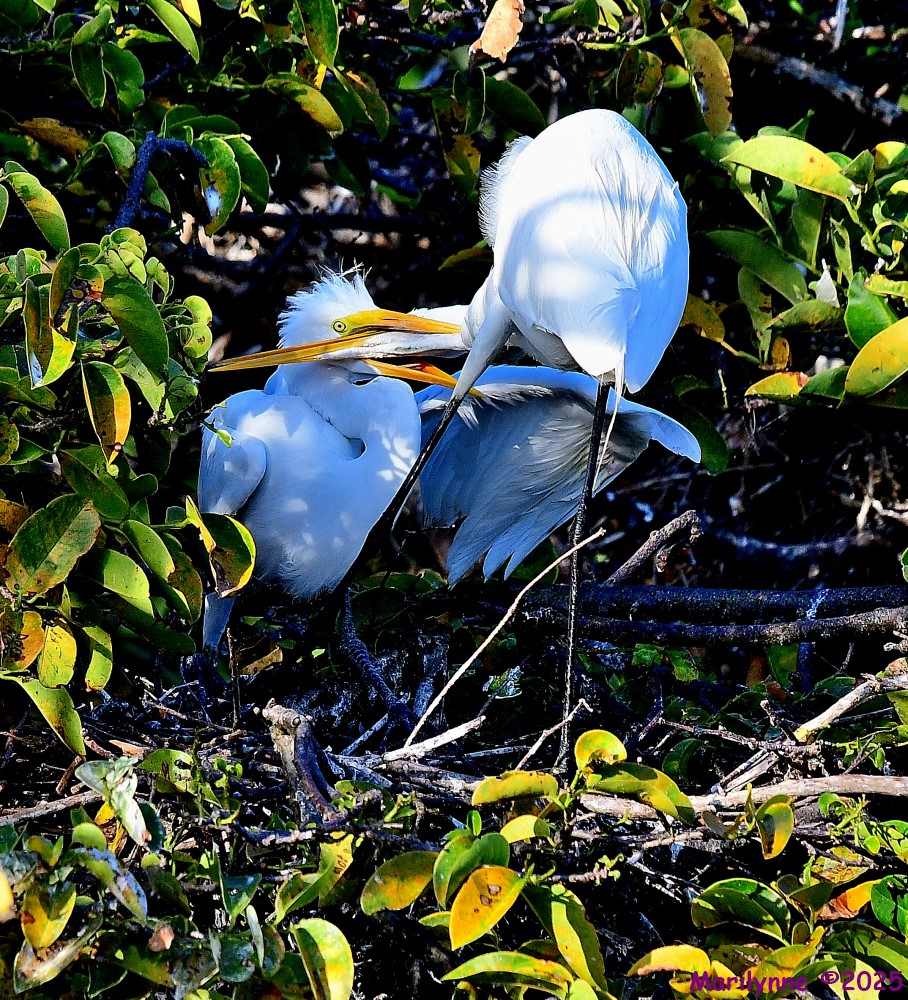 DSC_0621_001.JPG