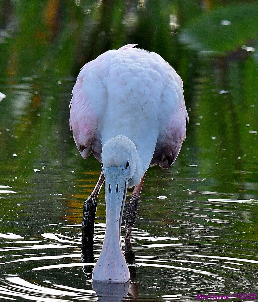 DSC_0623_001.JPG
