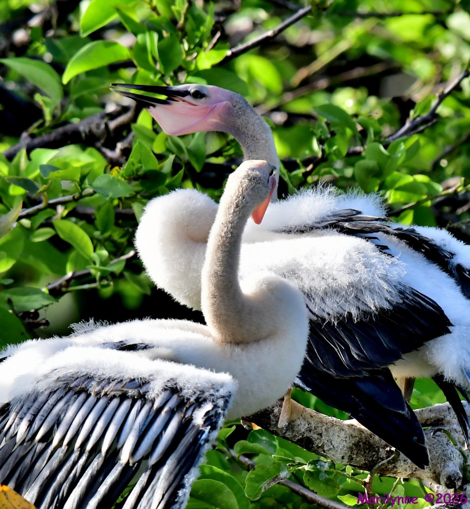 DSC_0623_001.JPG