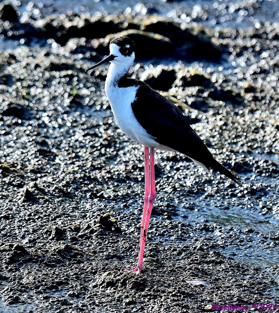 DSC_0624_001.JPG