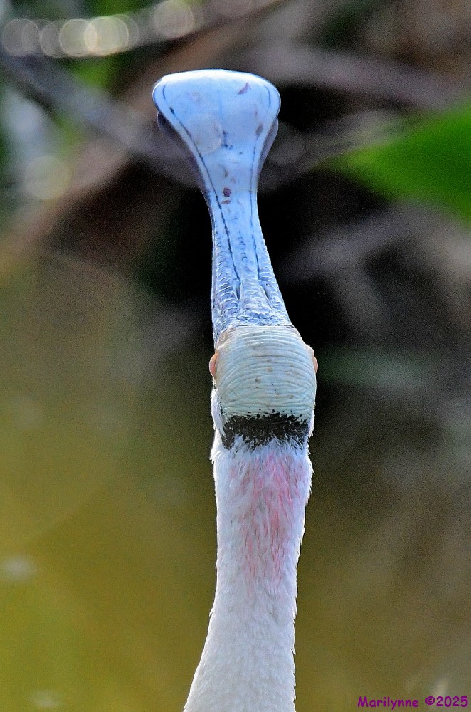 DSC_0625_001.JPG