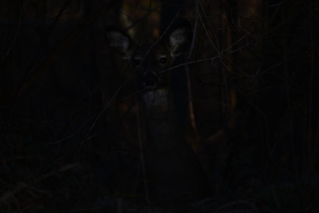 DSC_0627a.jpg