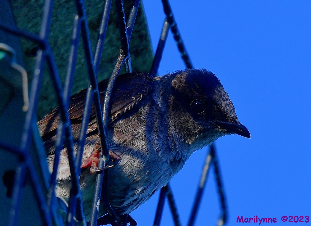 DSC_0628_001.JPG