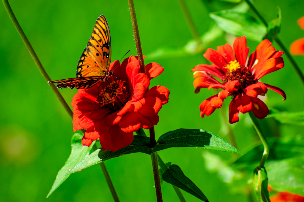 DSC_0631-2.jpg