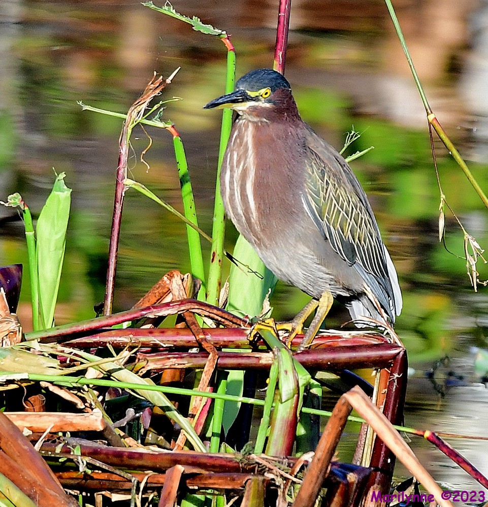 DSC_0631_001.JPG
