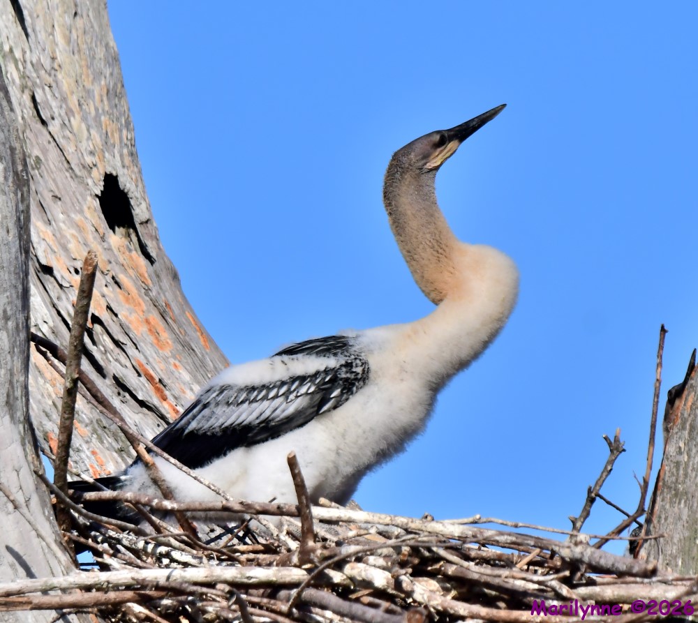 DSC_0633_001.jpg