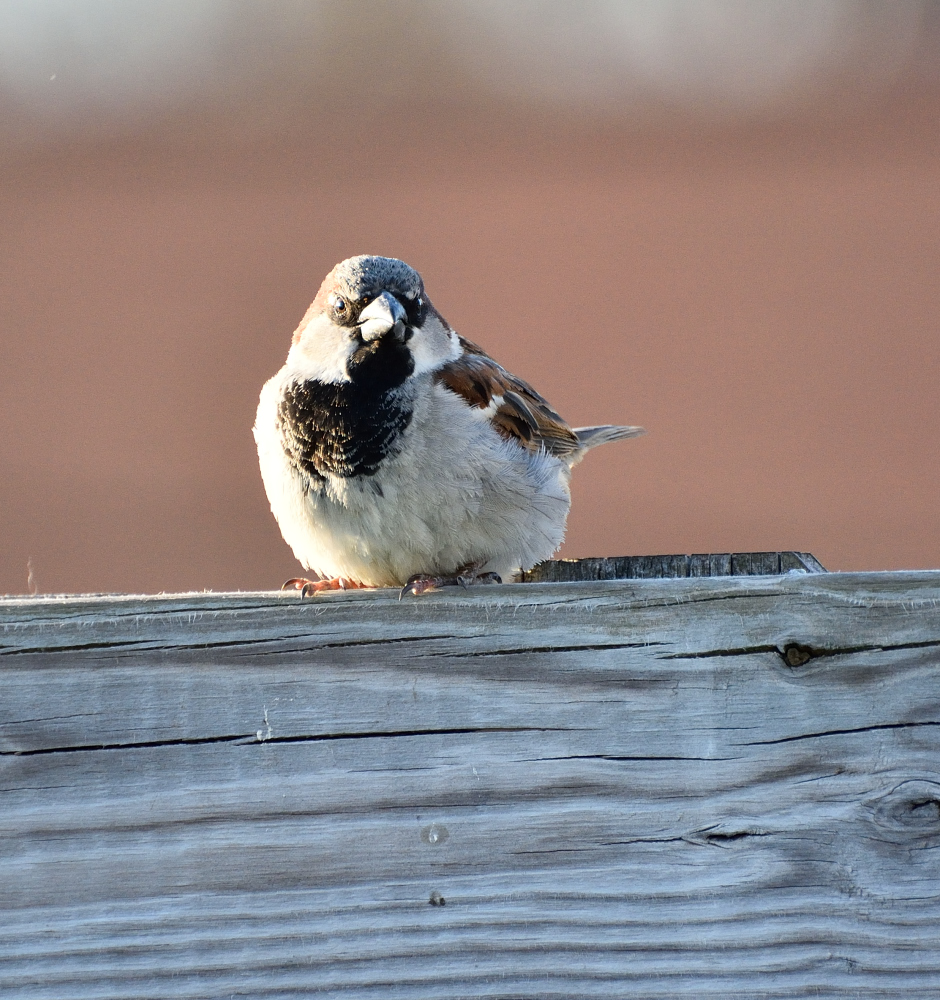 DSC_0634 nxd.jpg