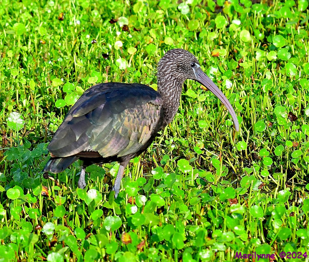 DSC_0634_001.JPG