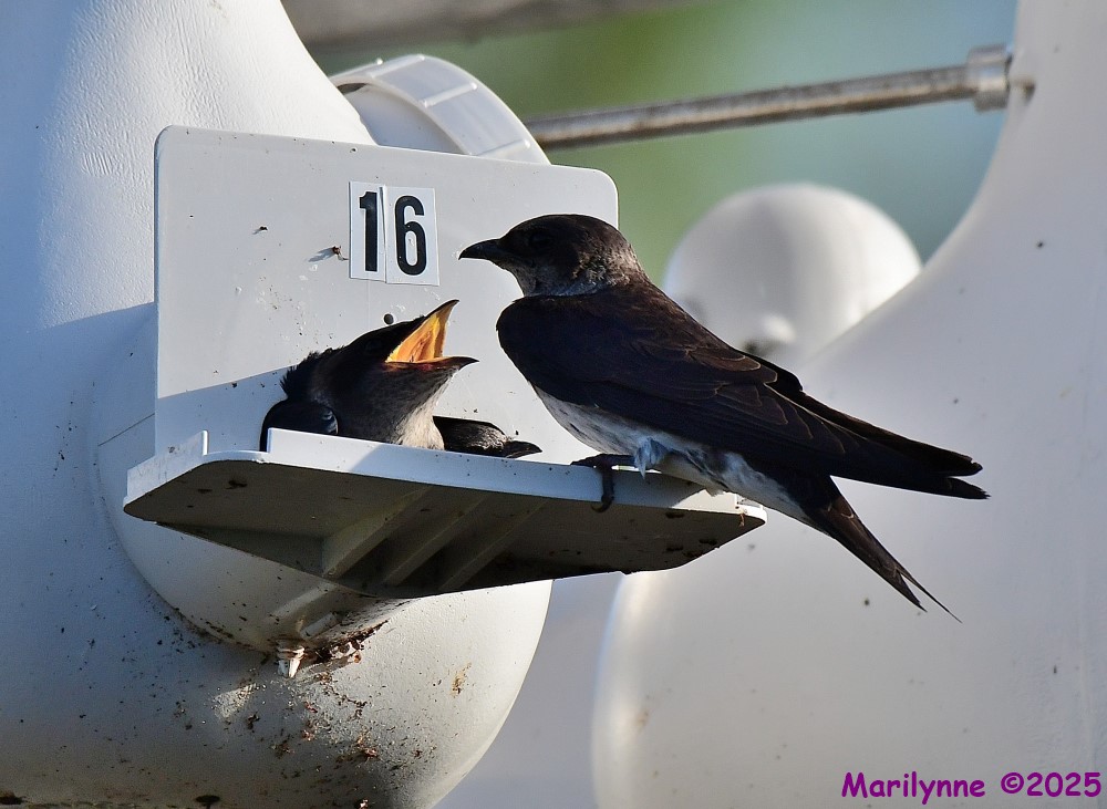DSC_0636_001.JPG
