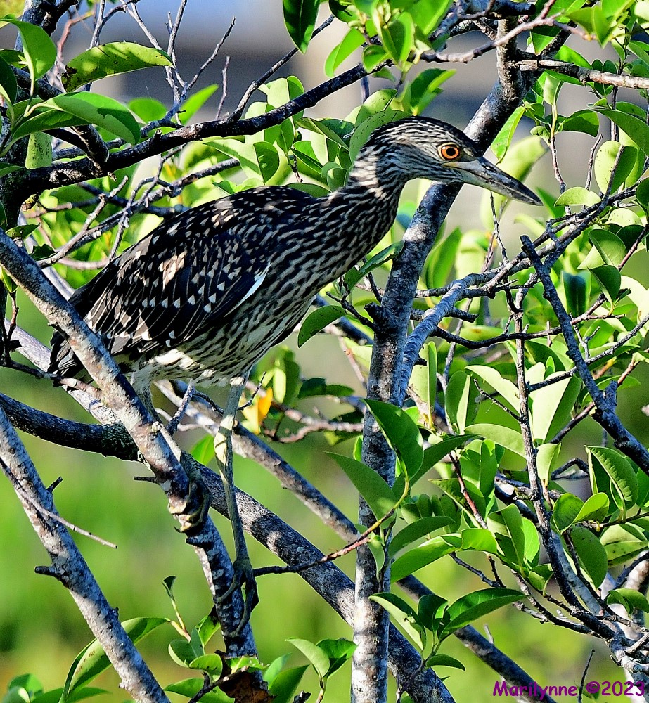 DSC_0637_001.JPG