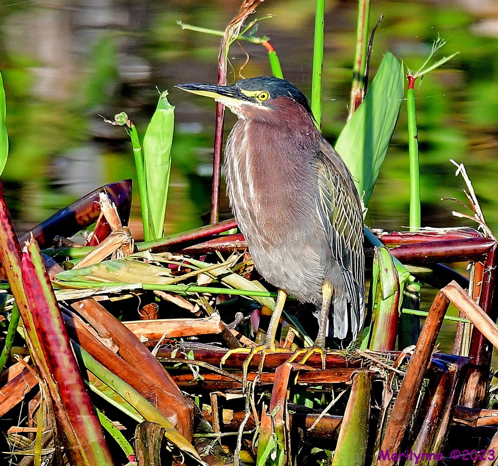 DSC_0637_001.JPG