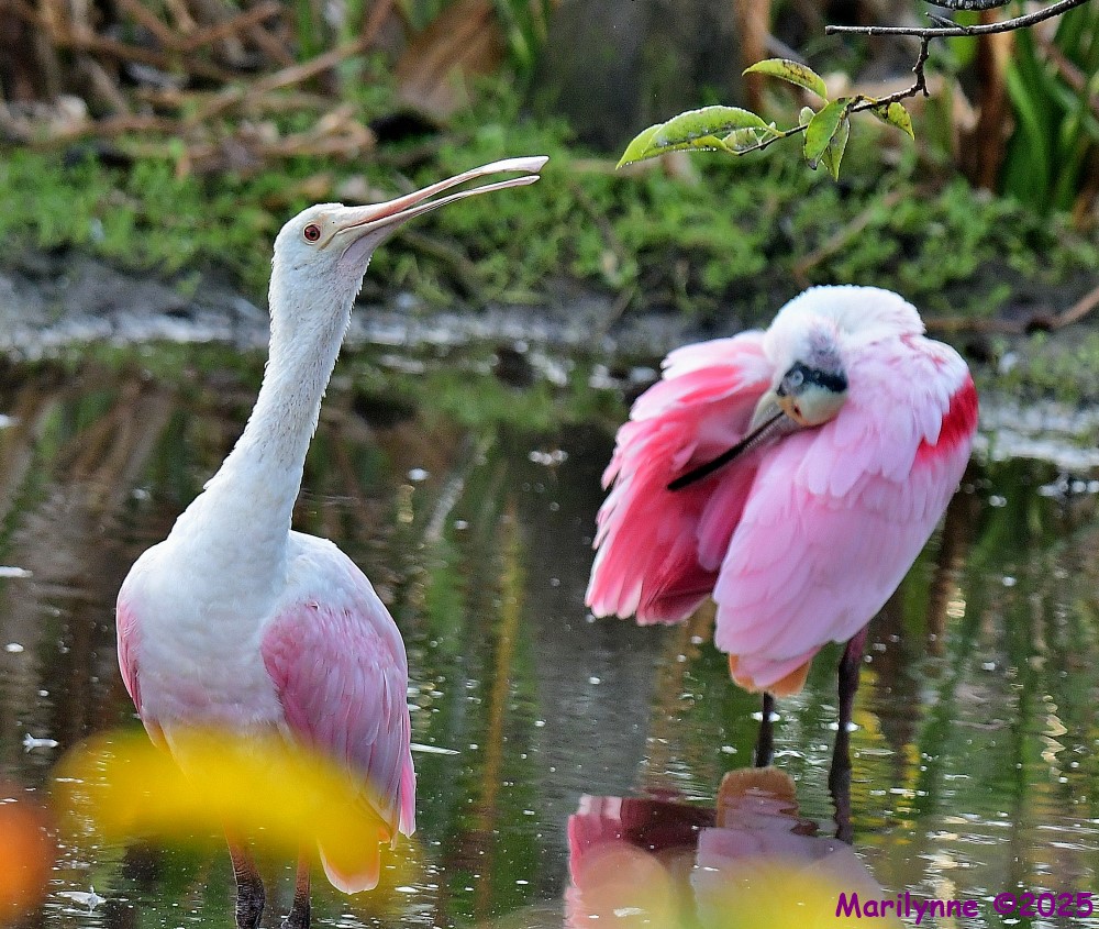DSC_0638_001.JPG