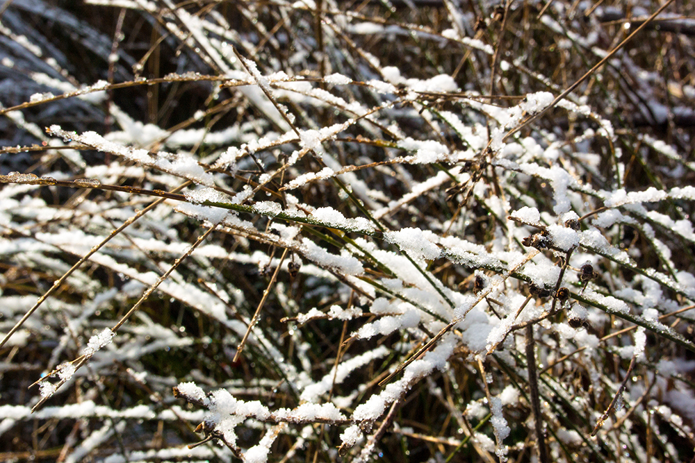 DSC_0639.jpg
