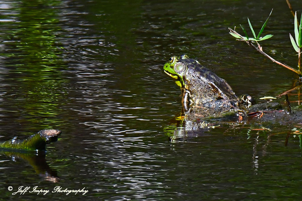 DSC_0639.jpg