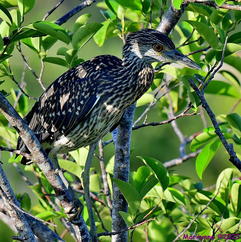 DSC_0641_001.JPG