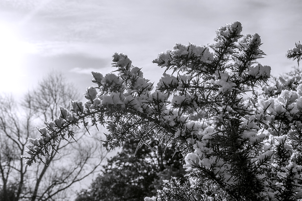 DSC_0642bw.jpg