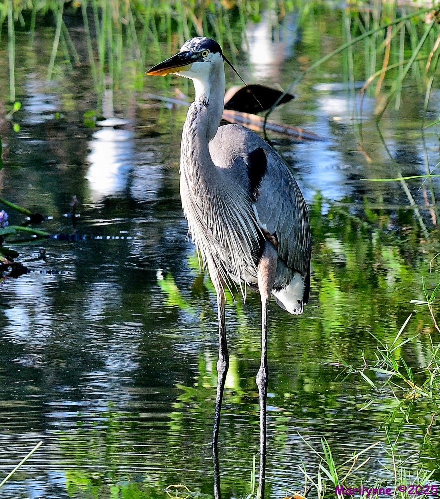 DSC_0646_001.JPG