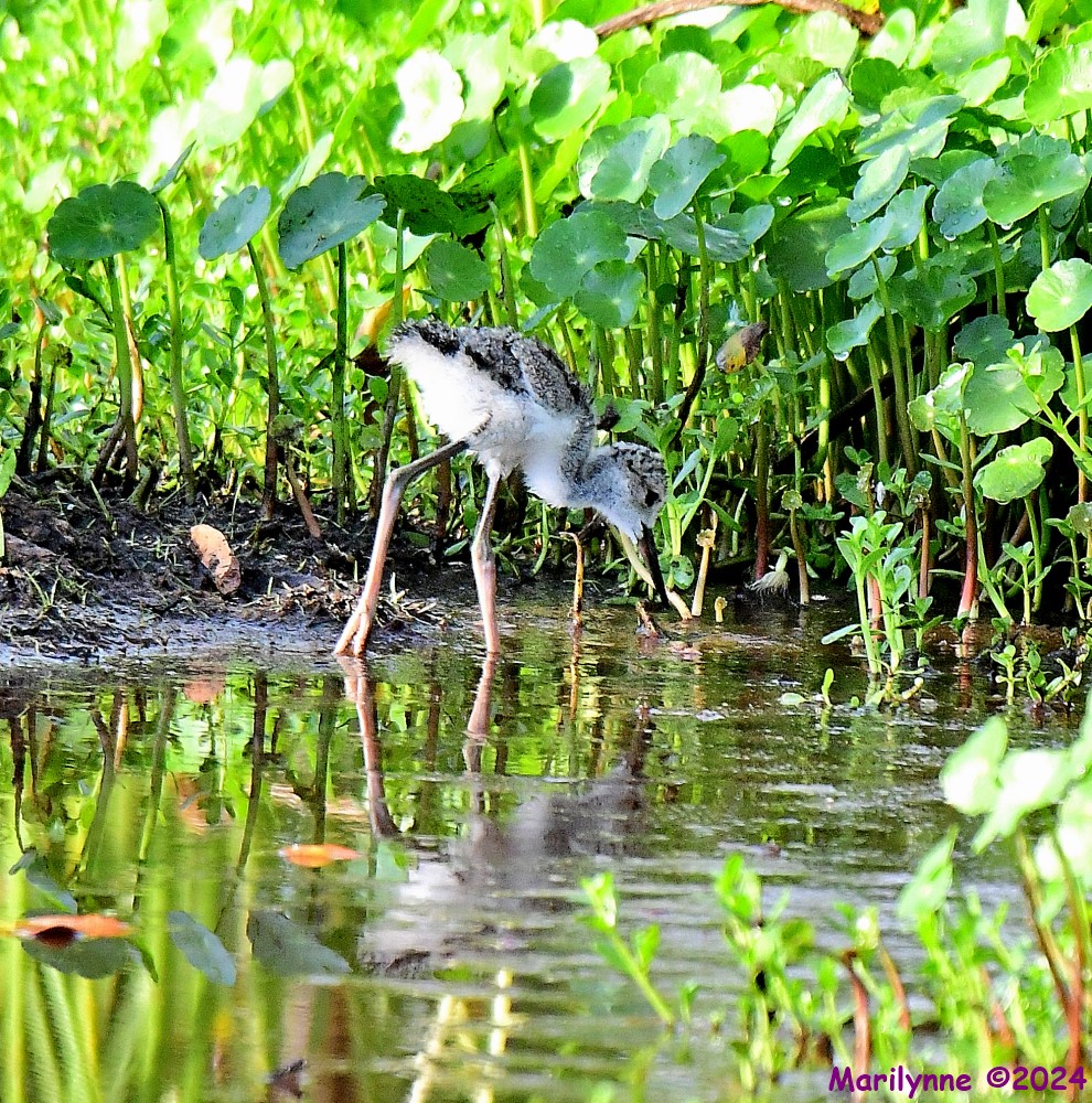 DSC_0648_001.JPG