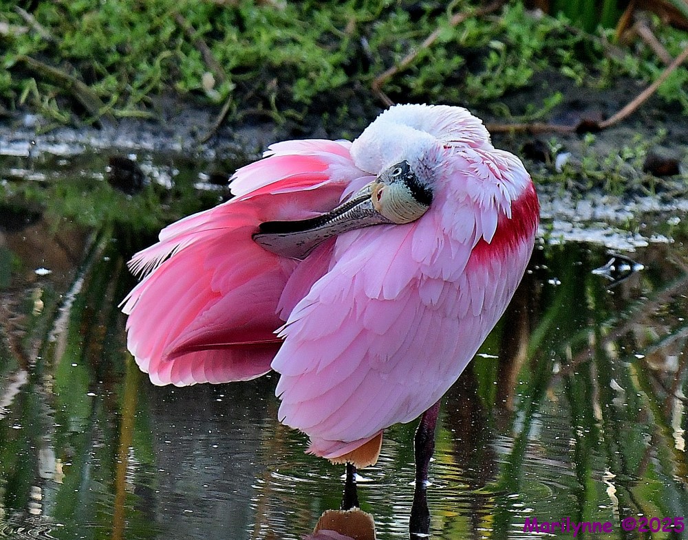 DSC_0648_001.JPG