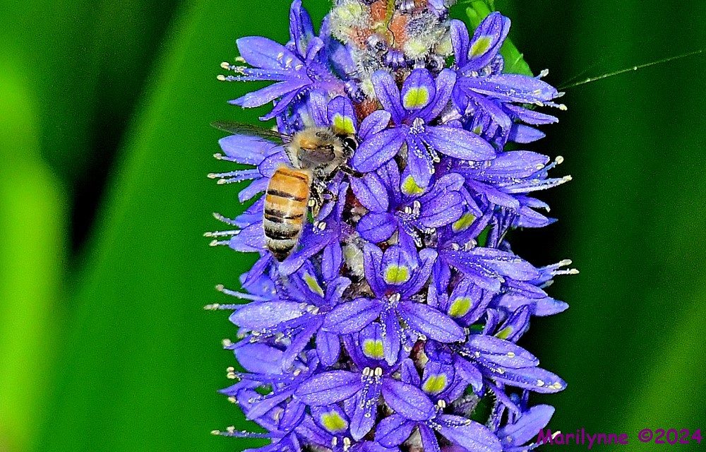 DSC_0650_001.JPG