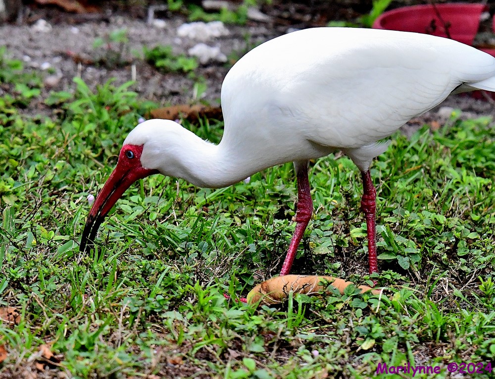 DSC_0652_001.JPG