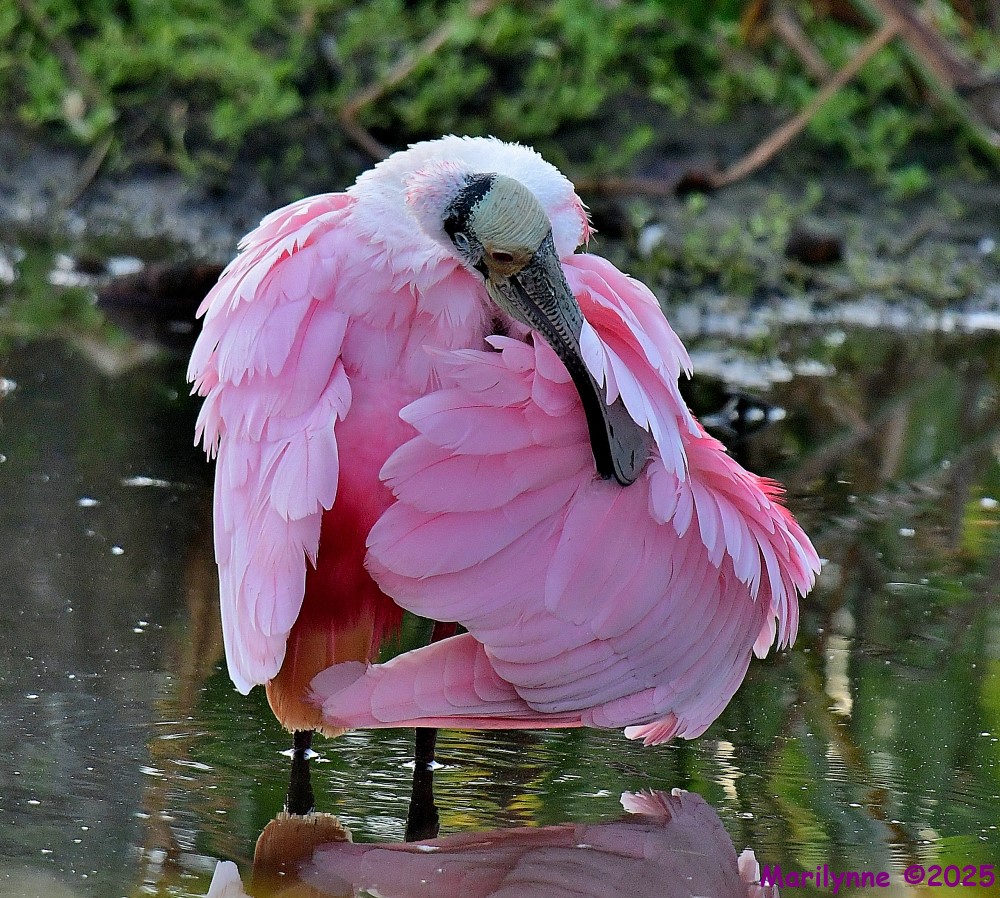 DSC_0656_001.JPG