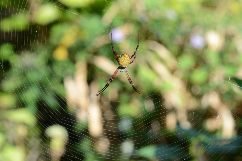 DSC_0658.jpg
