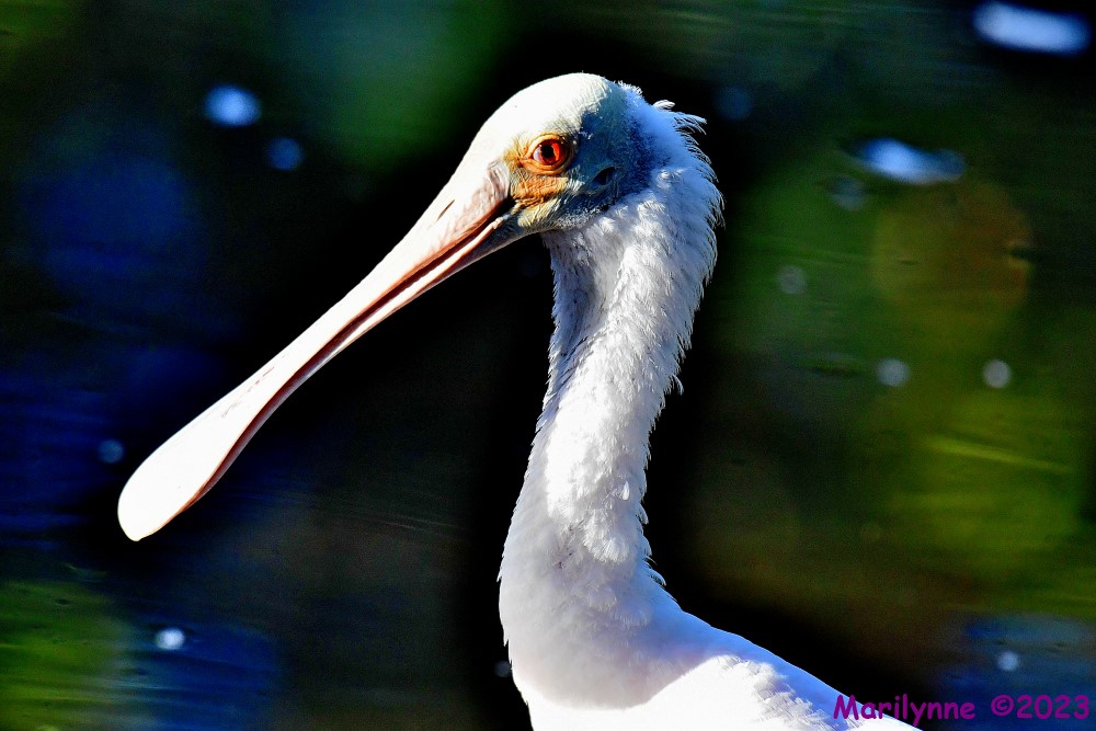 DSC_0658_001.JPG