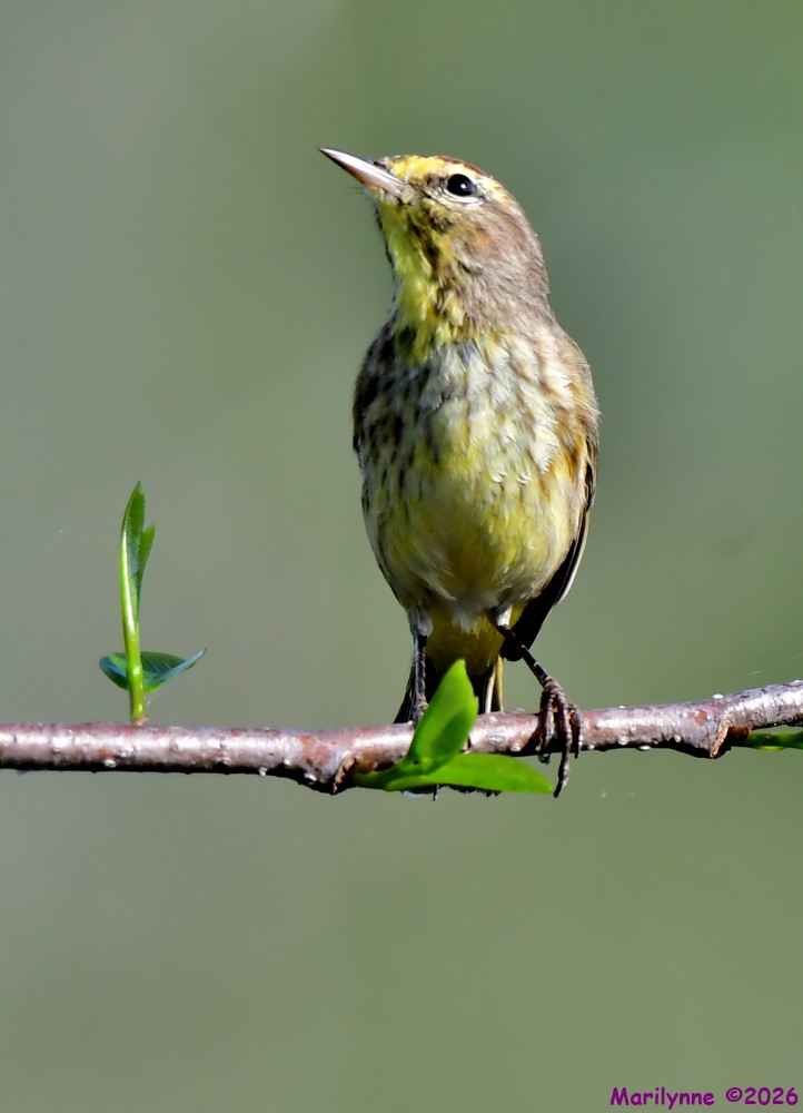 DSC_0658_001.jpg
