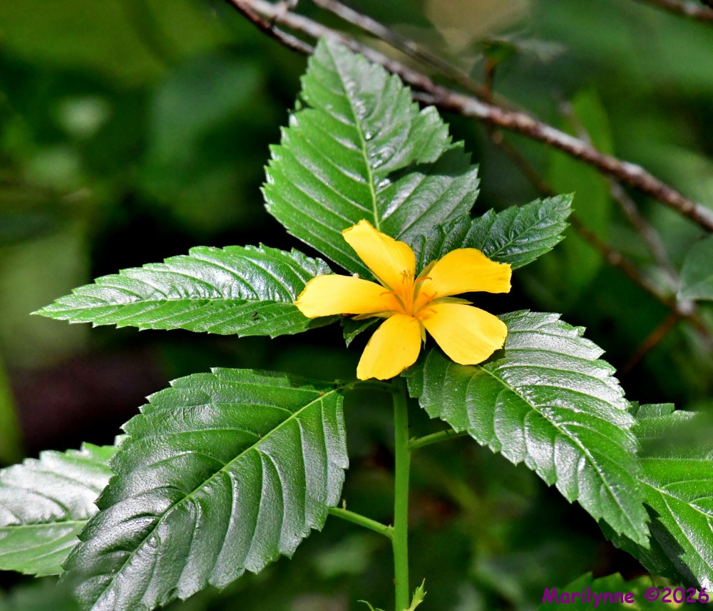DSC_0659_001.JPG