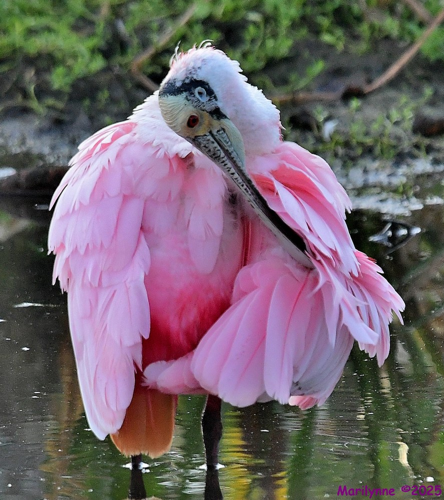 DSC_0660_001.JPG