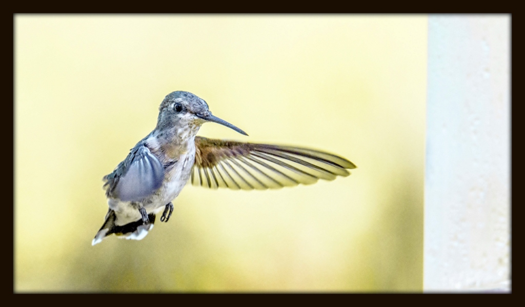 DSC_0661-Edit.jpg