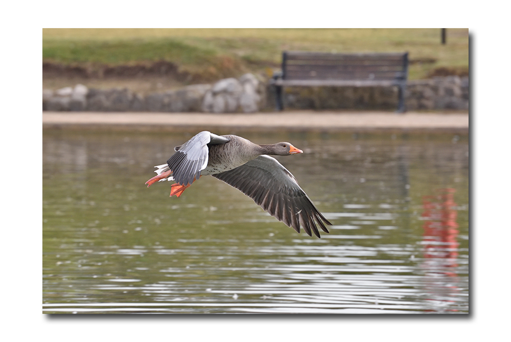 DSC_0661.jpg