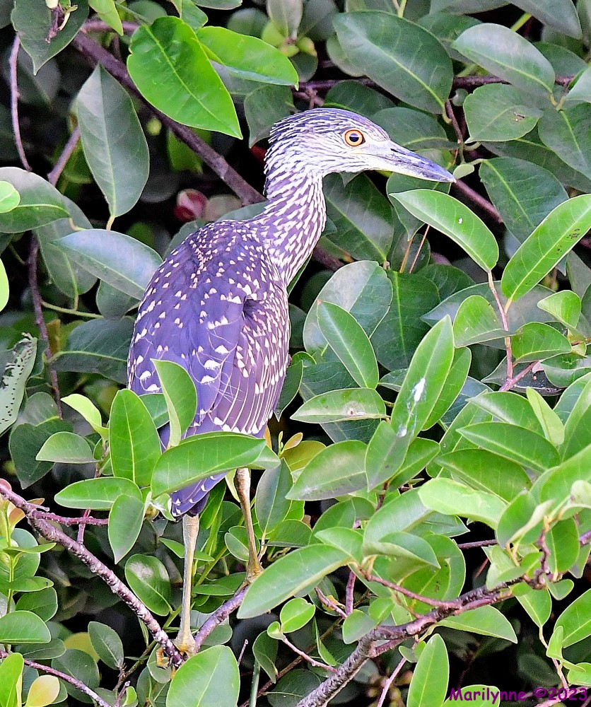 DSC_0661_001.JPG