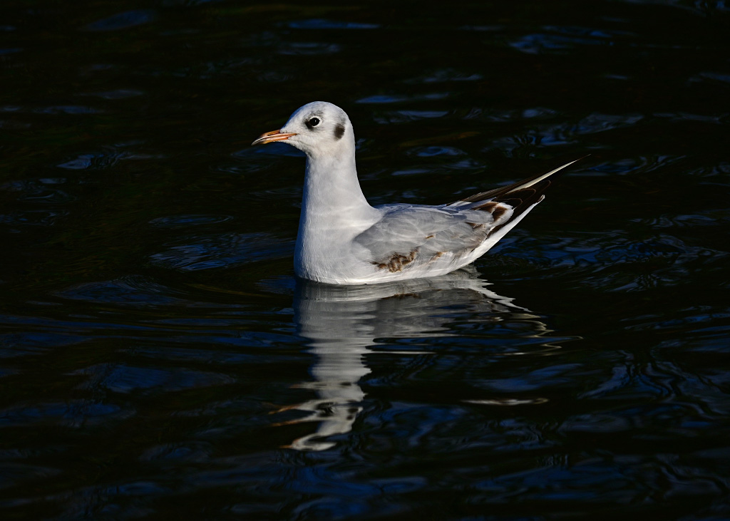 DSC_0662.jpg
