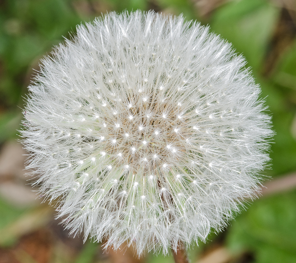 DSC_0662.jpg