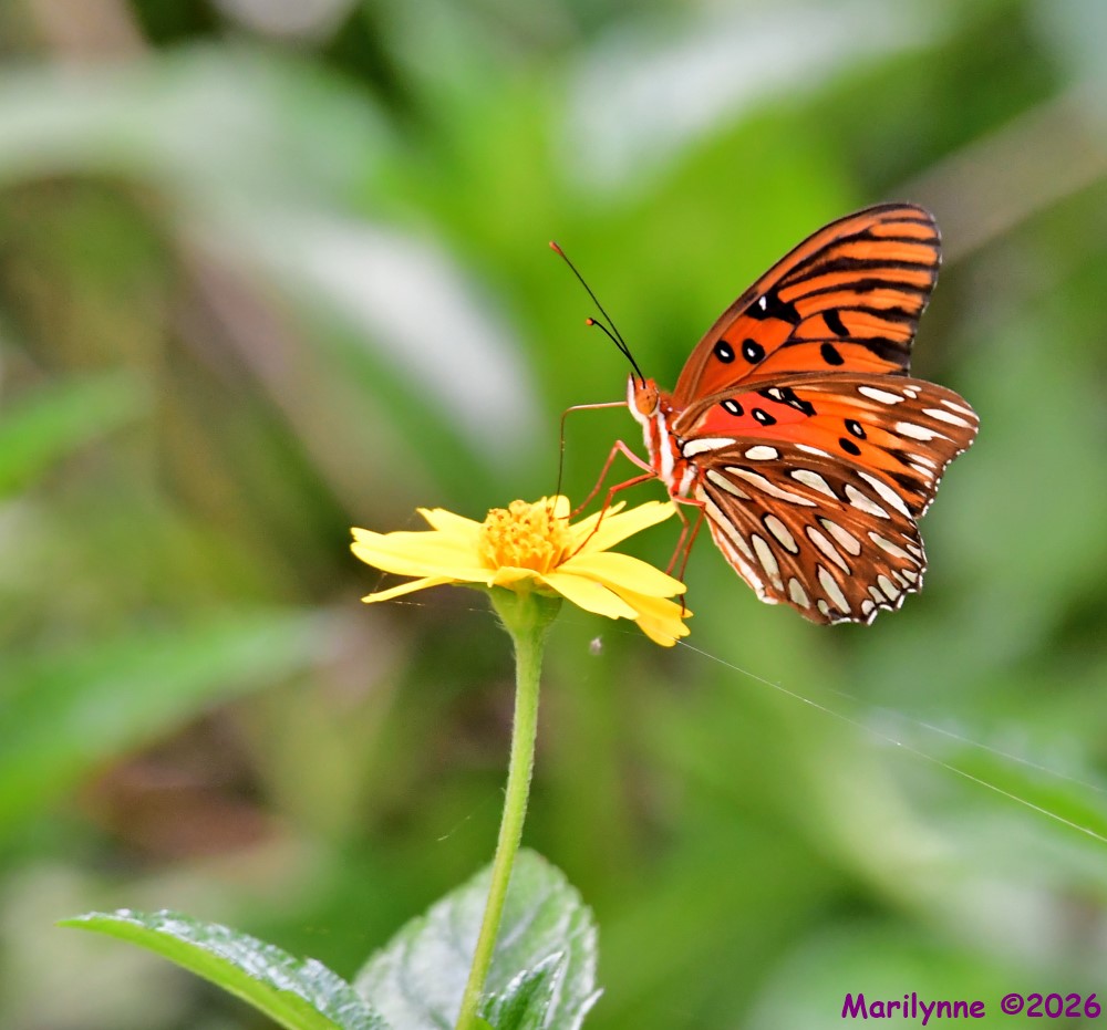 DSC_0665_001.JPG